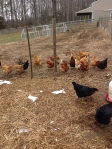 New chickens for fresh eggs