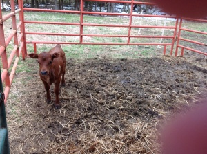 New calf.....name TBD